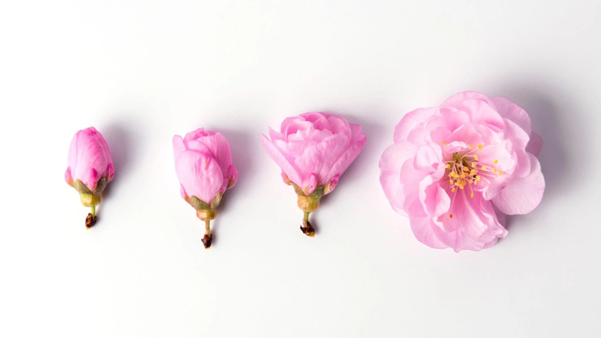 Quatro flores cor-de-rosa em diferentes fases de florescimento, do botão à flor aberta.